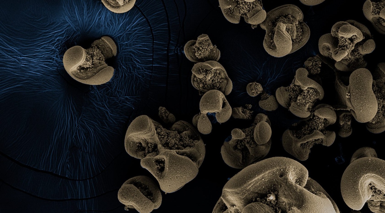Ученые обнаружили бактерии питающиеся металлом