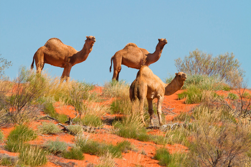 В Австралии решили убить 10 тысяч верблюдов, чтобы сэкономить воду