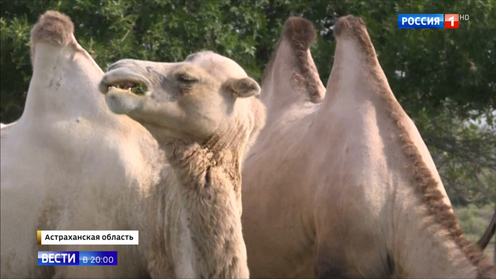 Хозяйничают и все ломают: верблюды держат в страхе жителей астраханских сел