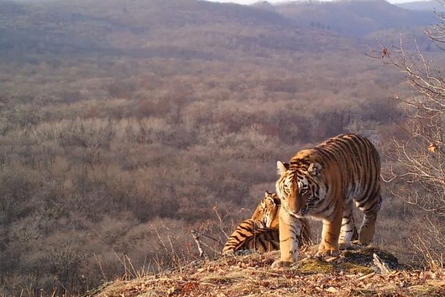 Жителя Хабаровского края подозревают в убийстве самки амурского тигра