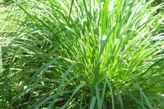 Лемонграсс: необыкновенная лекарственная трава с освежающим цитрусовым ароматом