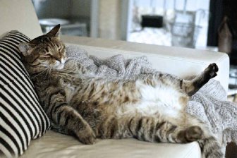Кошек признали одними из самых ленивых животных