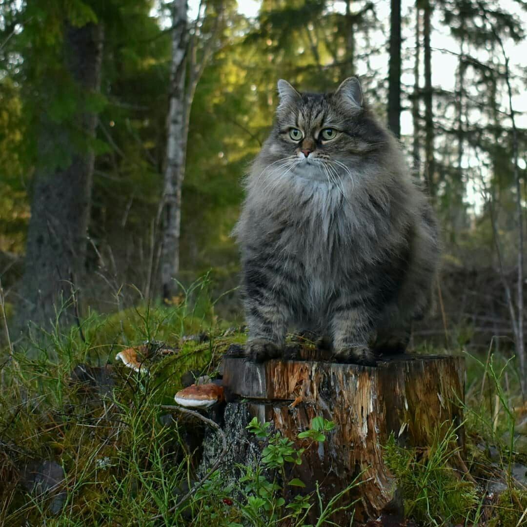 Лесной кот с человеком