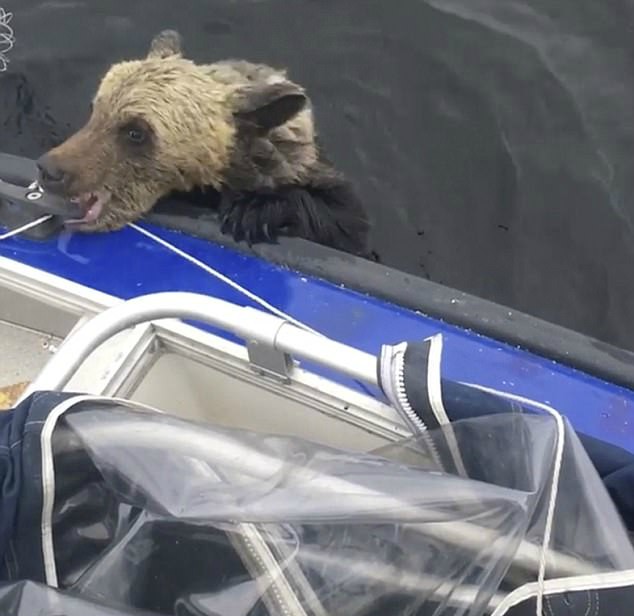 Винни Пух уже шел на дно… Рыбаки еле успели вытащить утопающего медвежонка!