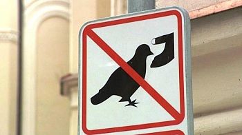 Зоозащитники возмущены законопроектом о запрете кормления животных и птиц на улицах