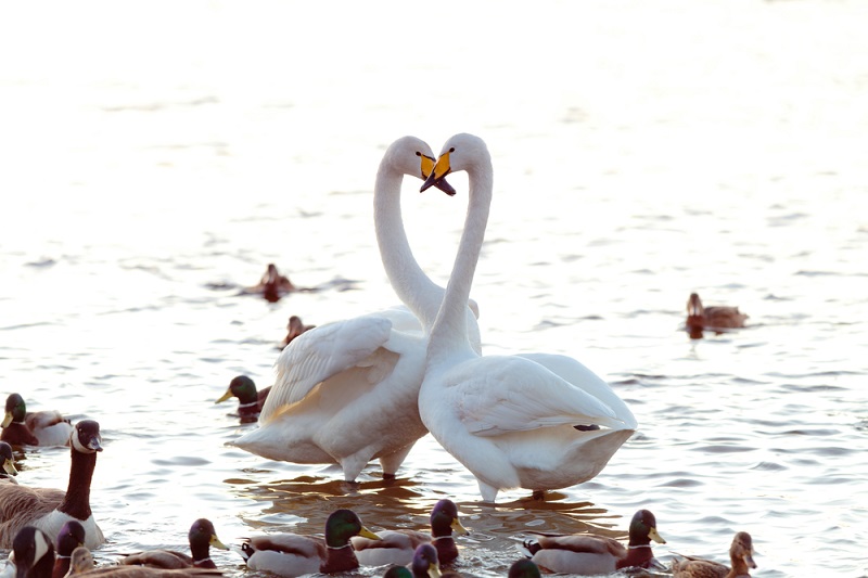 Лебеди-кликуны вновь облюбовали для зимовки озеро на Алтае