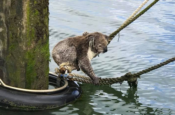 В Австралии пришлось спасать заплывшую в море коалу