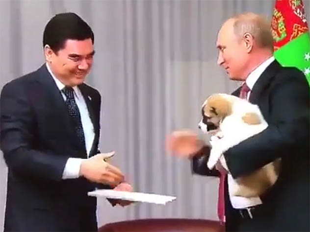 Видео с новым щенком Путина вызвало бурное обсуждение