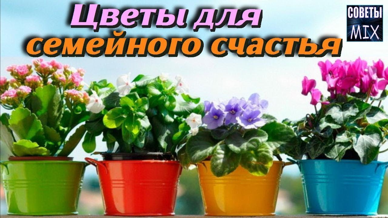 10 растений, которые должны быть у Вас дома Комнатные цветы для любви и счастья