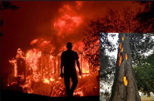 “Пожары в Калифорнии не были “дикие” , они были искусственно вызваны”.