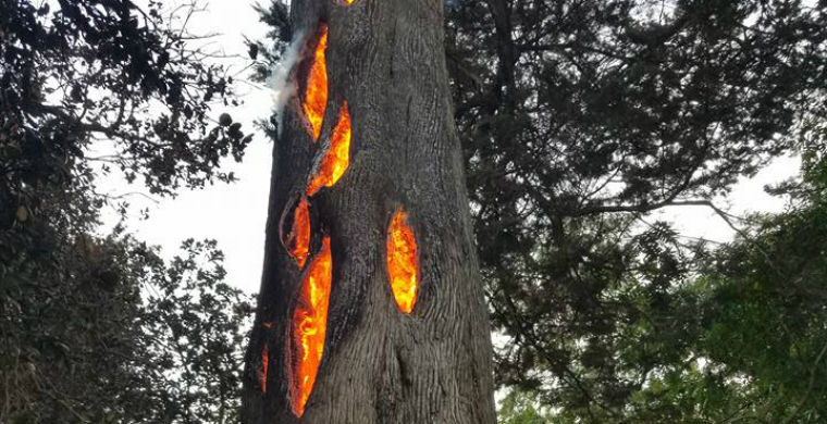 В США замечено дерево, горящее изнутри