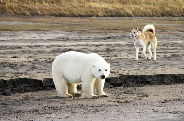 Стала известна судьба якутского белого медвежонка, забредшего далеко на юг