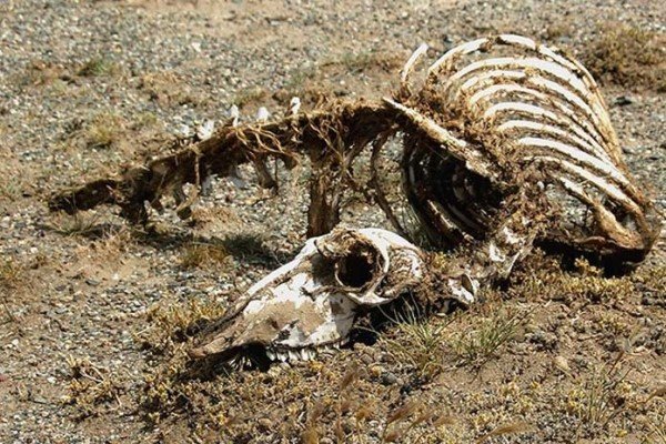 В Китае найден скелет «дракона» длиной 18 метров