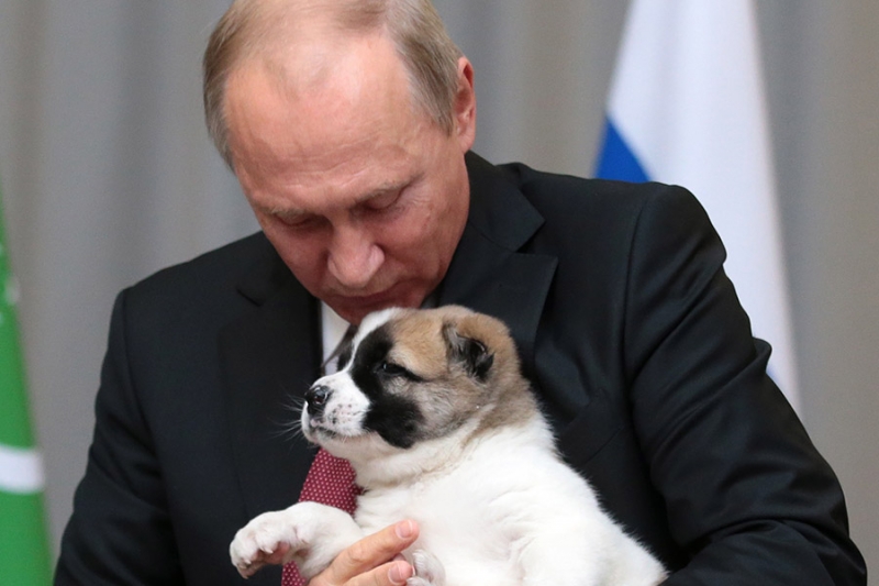 Порода собак Алабай: стоит ли заводить щенка, как у Путина