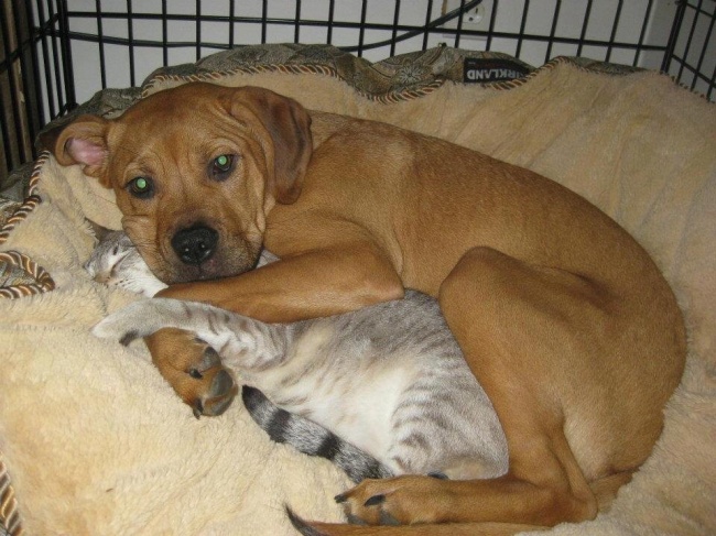 фото о том, как уживаются коты и собаки в одной семье