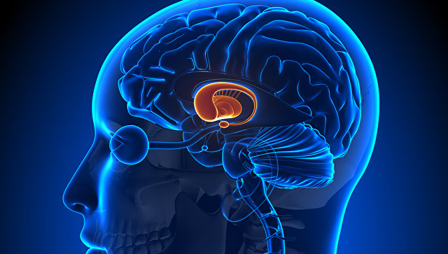 Ученые признали рост мозга главным двигателем эволюции человека