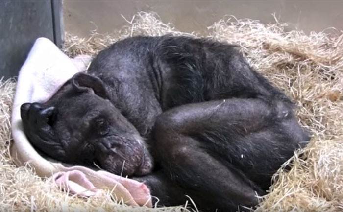59-летняя умирающая шимпанзе отказывалась от еды, но потом она услышала голос своего старого друга