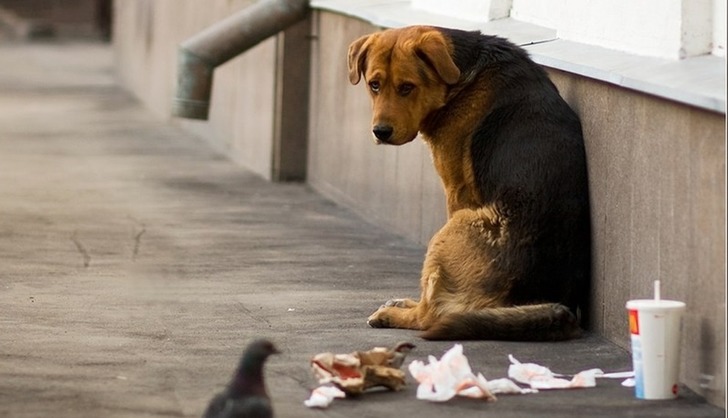 Странный поступок бездомной собаки разоблачил нечестную продавщицу