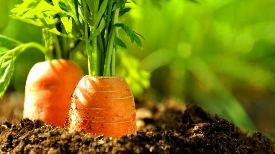 Почему вырастает горькая морковка