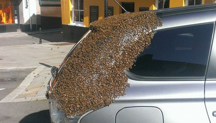 2 дня пчелиный рой преследовал машину этой женщины. Открыв багажник, она поняла почему!