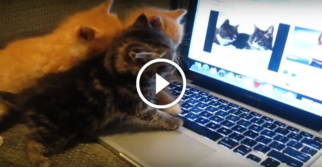 Котятам показали популярное видео, где разговаривают коты