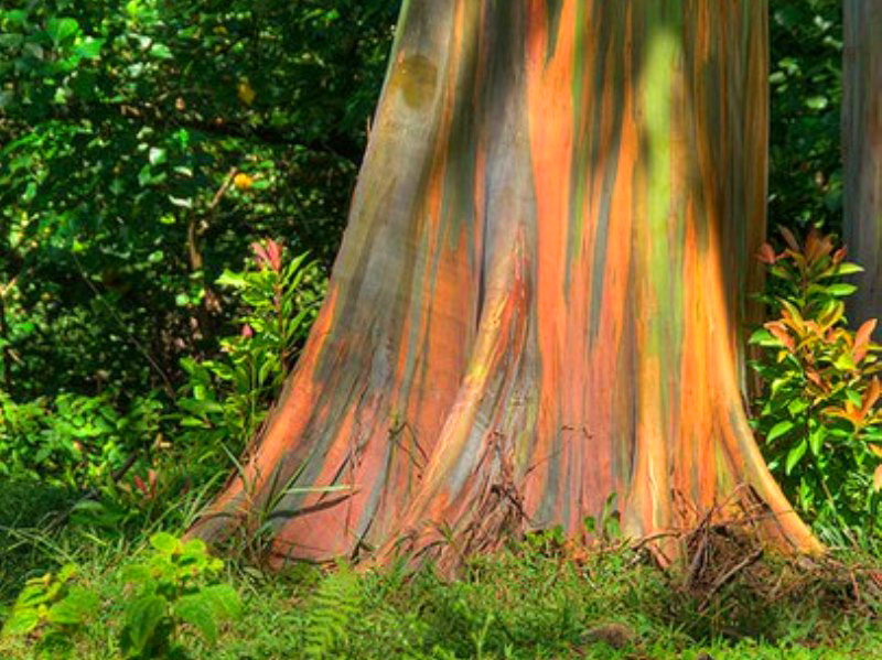 Разноцветная планета: самое яркое дерево на планете