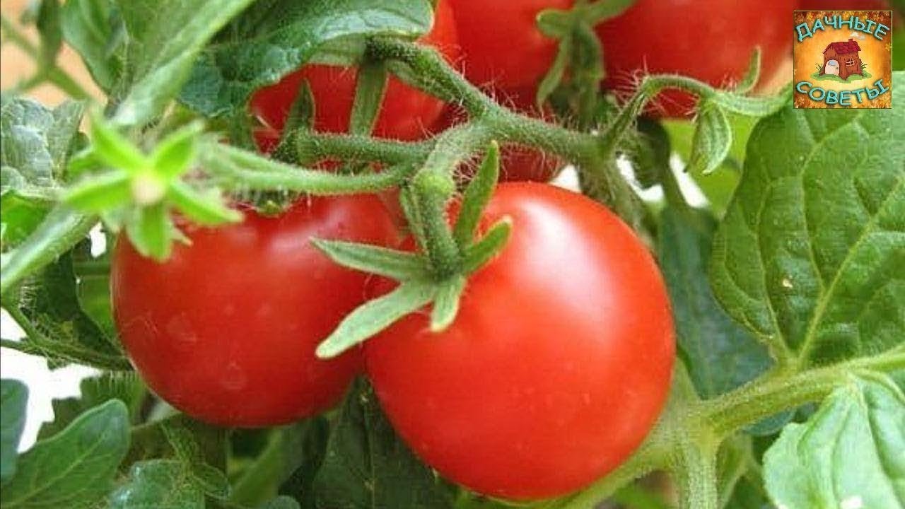 Подкормка томатов ЙОДОМ Народные рецепты Когда как и зачем Полезные советы огородникам