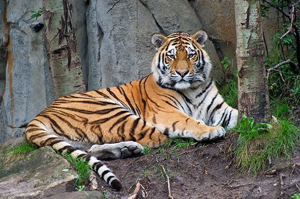 Даже рыкнуть не успел: в США усыплен амурский тигр из России