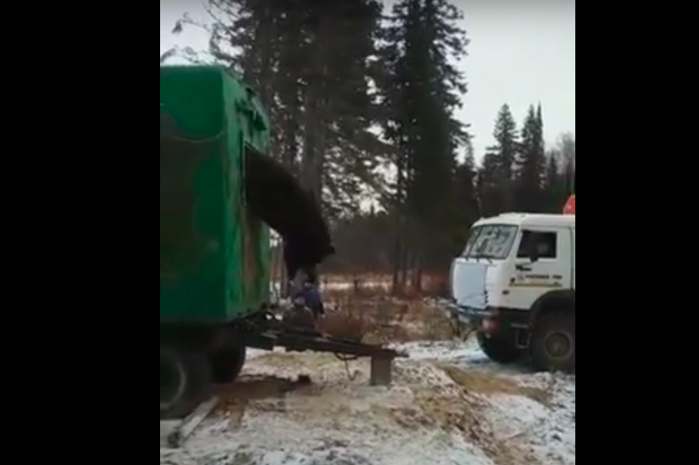 Новый Винни-Пух: в Сети появилось видео спасения застрявшего в окне медведя
