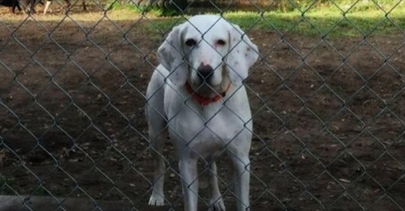 Эта собака 11 раз возвращалась обратно в приют, пока его работники наконец не осознали причину