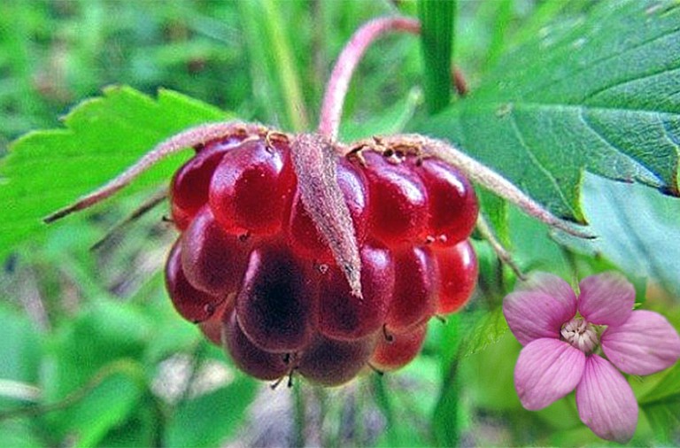 Диковинная ягода в саду