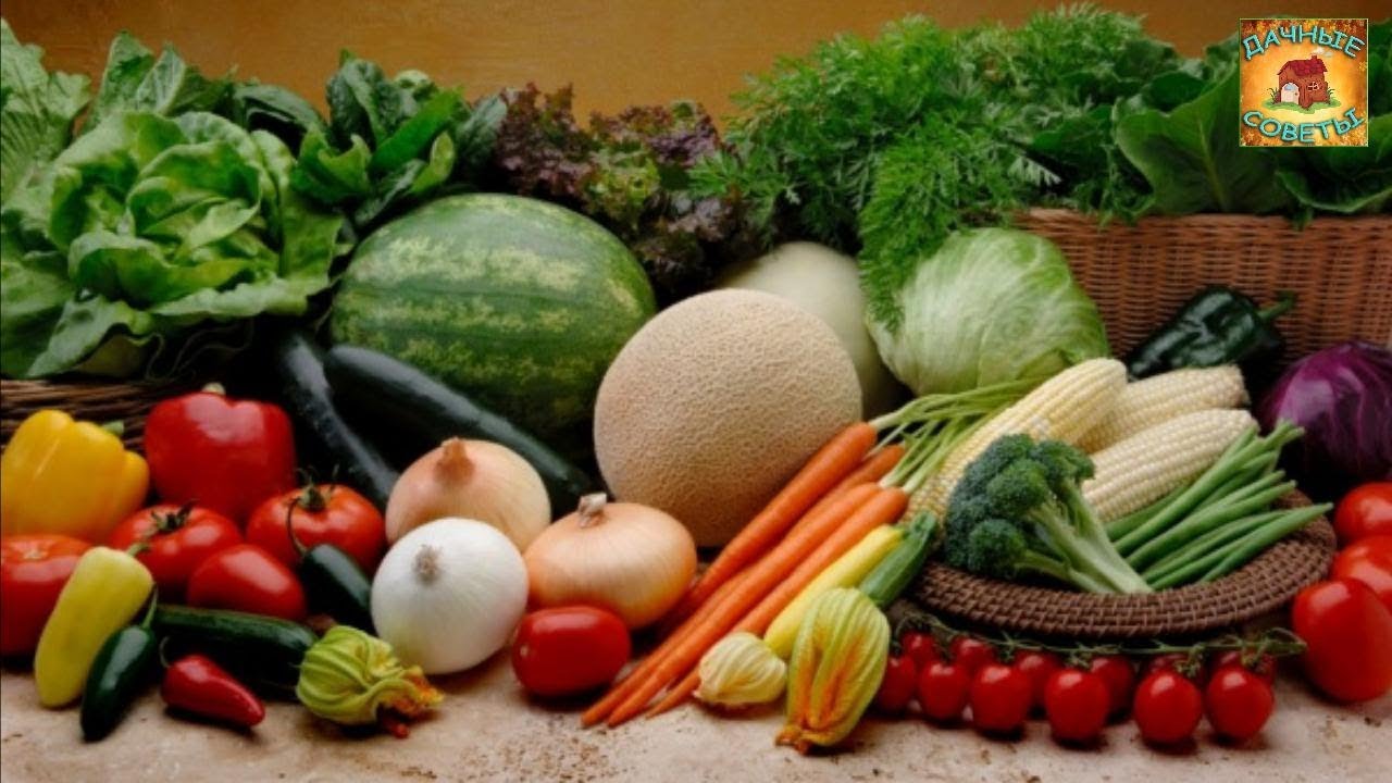 Какие сорта овощей и фруктов лучше всего хранятся Дачный ответ Огороднику на заметку