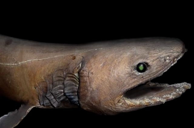 Древняя акула-монстр поймана в водах Португалии