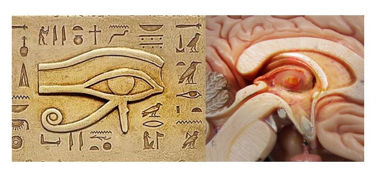 «ГЛАЗ ГОРА» или «ОКО РА» — древнеегипетская карта в мозге человека