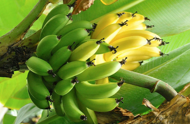 Покупаем бананы со знанием дела