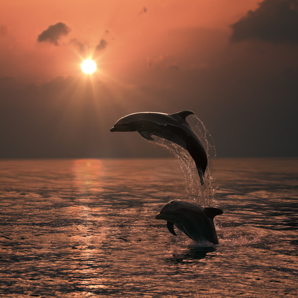 Океанологи возобновят исследование черноморских дельфинов