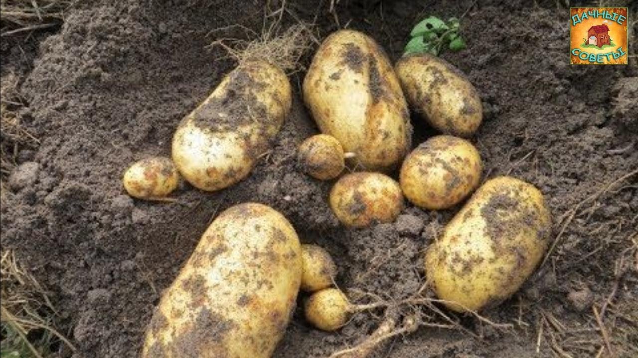 Практические советы по выращиванию картофеля Как получить хороший урожай Дачные советы Сад и огород