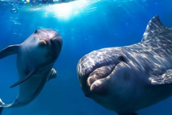 ОПГ, занимавшаяся незаконной добычей дельфинов, обезврежена на Кубани