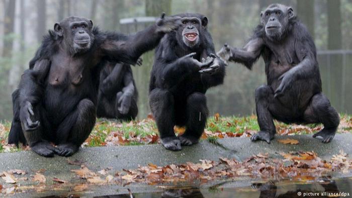 Суд в США впервые признал за шимпанзе человеческие права .