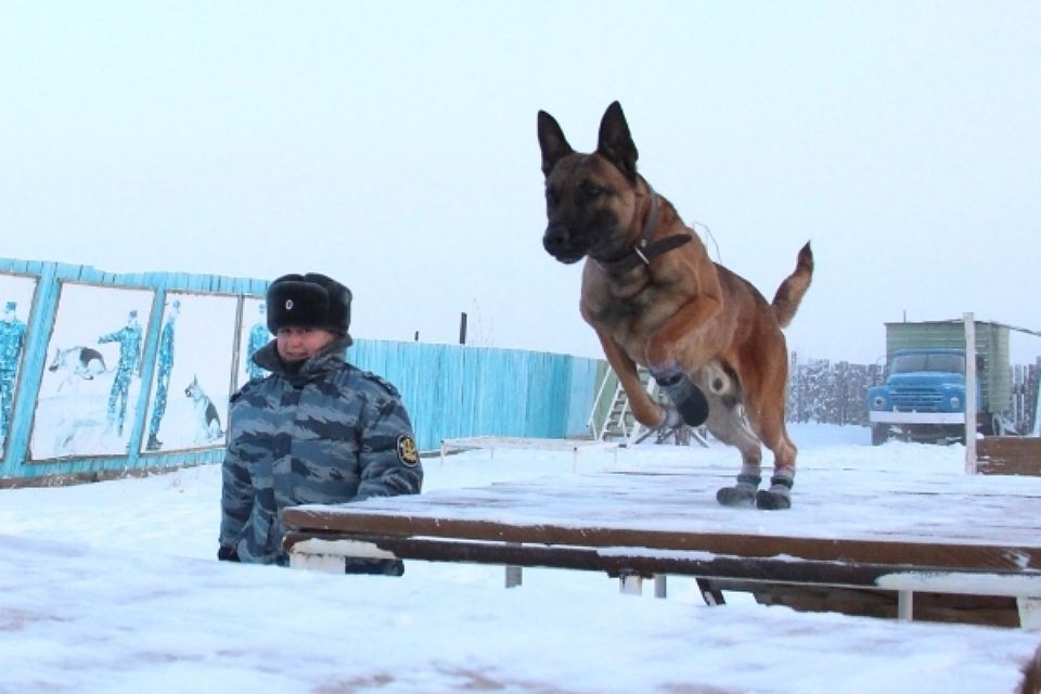 В Якутии заключенных будут охранять собаки-клоны