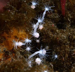 На Курилах найдены новые виды морских организмов