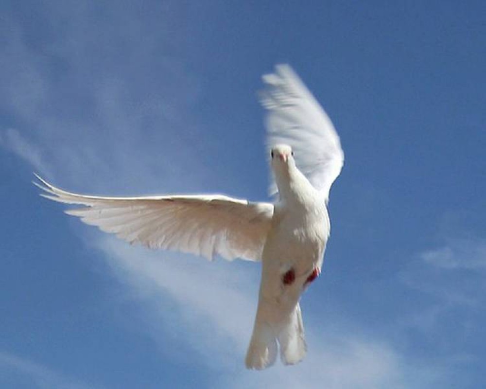Белая птица новое чудо сюжет. Белая птица. Белый голубь. Голуби в небе. Белые птицы в небе.
