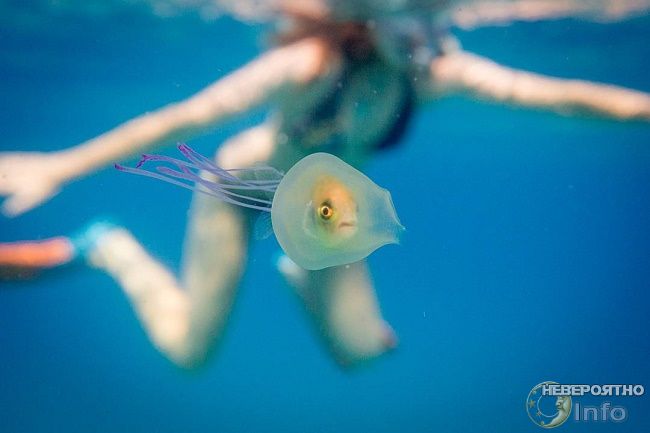 Живая рыба внутри медузы (фото)