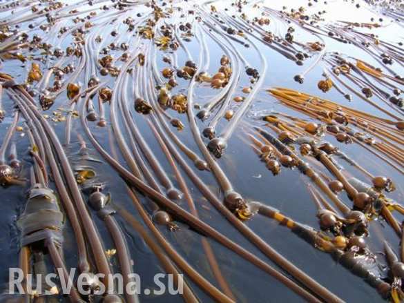 Сотни «морских змей-гигантов» из США выбросило на берег Чукотки