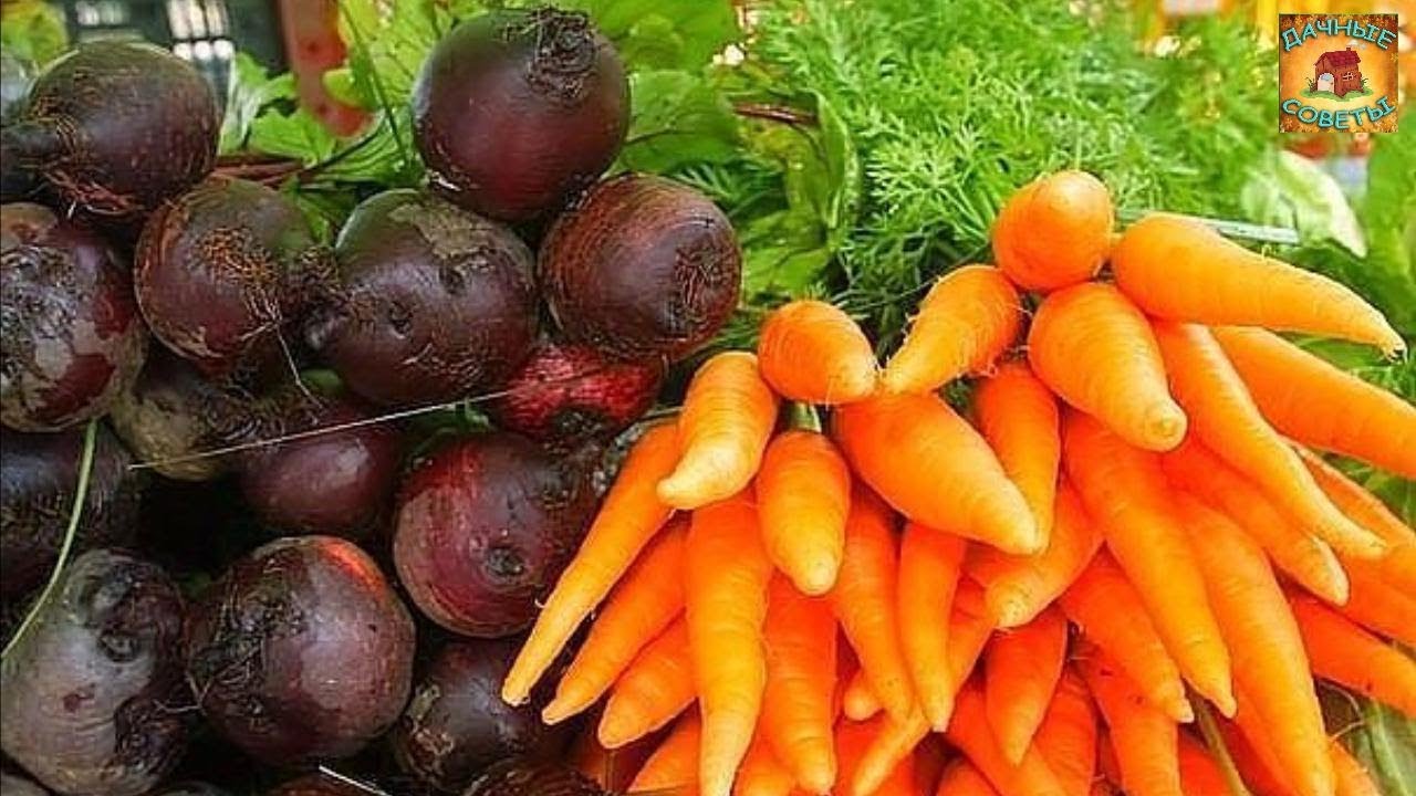 Как выращивать свеклу и морковь чтобы они были сладкими Дачные хитрости и полезные советы