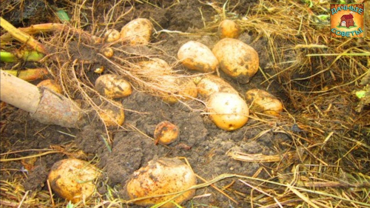 Выращивание картофеля под соломой Необычный способ посадки картошки для большого урожая