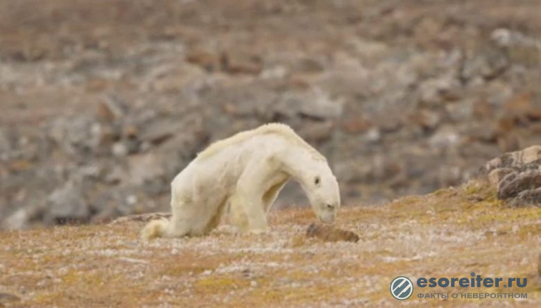 Изголодавшийся полярный медведь потряс фотографа