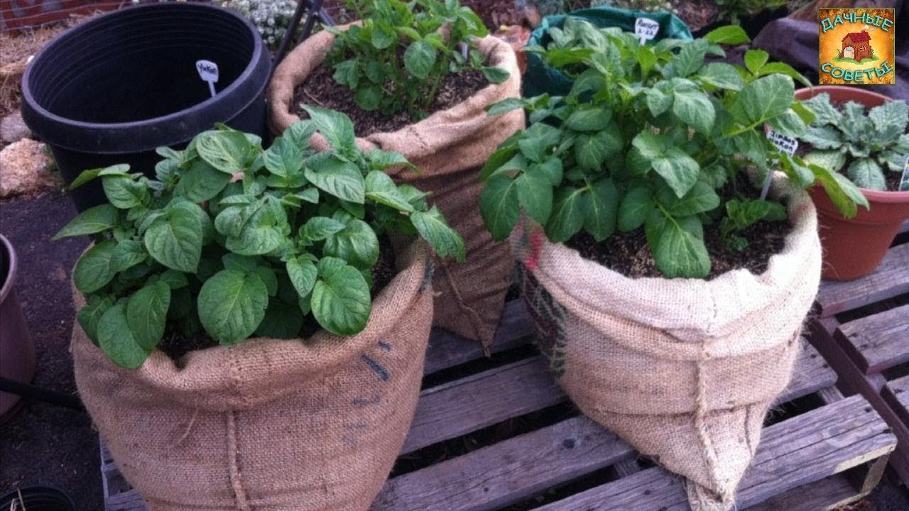 Выращивание картофеля в мешках Секреты вертикальной посадки Дачные хитрости и полезные советы