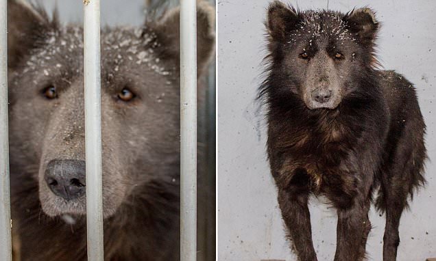 “Медвебака” из Челябинска: любители собак со всех континентов предлагают позаботиться о животном