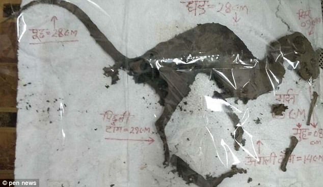 В Индии найдены свежие останки существа, похожего на динозавра